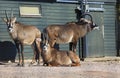 Blesbok - Marwell Zoo Royalty Free Stock Photo