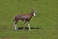 Blesbok or Bontebok, damaliscus pygargus phillipsi Royalty Free Stock Photo