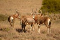 Blesbok (Damaliscus dorcas phillipsi)