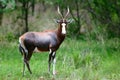 Blesbok, Damaliscus pygargus phillipsi, or Blesbuck male full body portrait Royalty Free Stock Photo