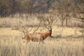 Blesbok Damaliscus pygargus phillipsi in Limpopo Province Royalty Free Stock Photo