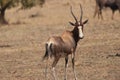 Blesbok Royalty Free Stock Photo