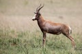 Blesbok male standing on open grass plain Royalty Free Stock Photo