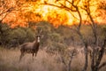 A blesbok standing in the grass, with the rest of the herd in the background Royalty Free Stock Photo