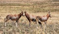 Blesbok Antelope