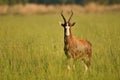 Blesbuck on an African plain Royalty Free Stock Photo