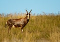 Blesbuck in afternoon light Royalty Free Stock Photo