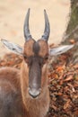 Blesbuck detail Royalty Free Stock Photo