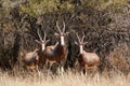 Blesbuck herd Royalty Free Stock Photo