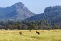 Blesbuck in Mlilwane wildlife sanctuary, Swaziland