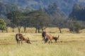 Blesbuck in Mlilwane wildlife sanctuary, Swaziland