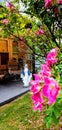 Blessed Mary statue on a porch with roses