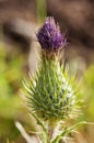 Blessed Milkthistle Royalty Free Stock Photo