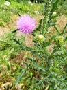 Blessed milkthistle Royalty Free Stock Photo