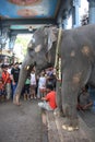 Blessing Elephant at Hindu Ganesha Temple India Royalty Free Stock Photo