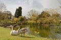 Bletchley park, spring swans in the park Royalty Free Stock Photo