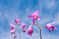 Bletilla striata flower