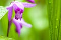 Bletilla striata flower Royalty Free Stock Photo