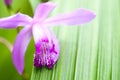 Bletilla striata flower Royalty Free Stock Photo