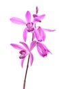 Bletilla striata flower Royalty Free Stock Photo