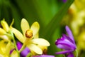 Bletilla striata and Phaius flavus Royalty Free Stock Photo