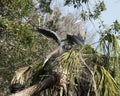 Blue Heron Stock Photos. Blue Heron birds on their nest. Courtship. Image. Portrait. Photo. Blue Herons