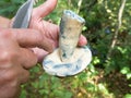 Blewit (Gyroporus cyanescens) in hand