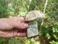 Blewit Gyroporus cyanescens in hand Royalty Free Stock Photo