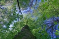 Blick in die Baumkrone einer Buche Fagus im FrÃÂ¼hling, Deuschland, Europa