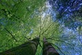 Blick in die Baumkrone einer Buche Fagus im FrÃÂ¼hling, Deuschland, Europa