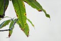 Blight diseases Mango leaves isolate on white background SELECTIVE FOCUS Royalty Free Stock Photo