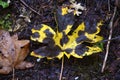 Blighted Yellow Oak Tree Leaf Royalty Free Stock Photo