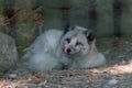 Blind Arctic Fox with its head tilted Royalty Free Stock Photo