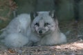 Blind Arctic Fox laying down Royalty Free Stock Photo