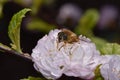 Blind bee eristalis tenax sitting on a branch with blossom