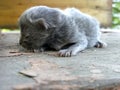 Blind Cat Cub