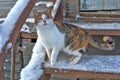 Blind cat on the porch