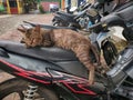 Blind cat sleeping on the motorcycle