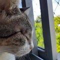 Blind cat at the window Royalty Free Stock Photo