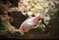 Blind cave mexican tetra aquarium fish Royalty Free Stock Photo