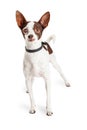 Blind Chihuahua Crossbreed Dog Royalty Free Stock Photo