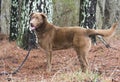 Blind Chocolate Labrador dog outdoors on a leash