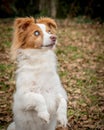 Blind dog with white eyes on field Royalty Free Stock Photo