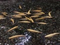 Blind golden trout