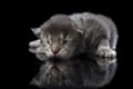 Blind Maine Coon kitten is reflected in black glass
