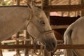 Blind horse in stable. This used to be a polo horse but has not