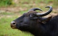 Blind infected eye of a wild water buffalo in Yala national park, close-up headshot photo