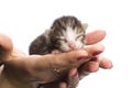 Blind kittens on hand.