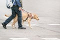 Blind man with a guide dog walking through a pedestrian cross in the city. Empty copy space