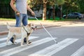 Blind mature man with guide dog crossing road Royalty Free Stock Photo